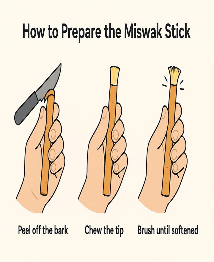 How to prepare the Miswak stick: peel off the bark, chew the tip, brush until softened